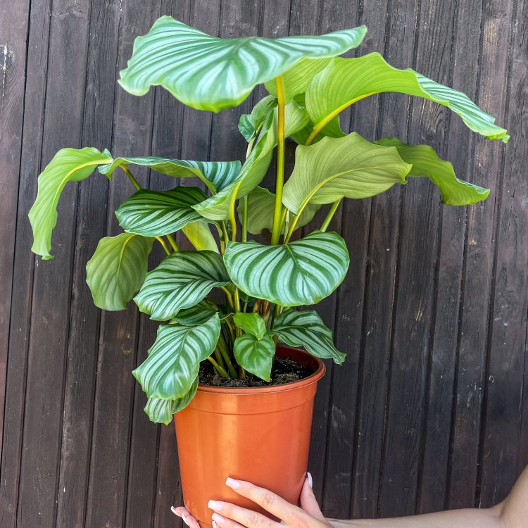 Kalatea guľatolistá (Calathea orbifolia) - výška 40-50 cm, kont. C3L